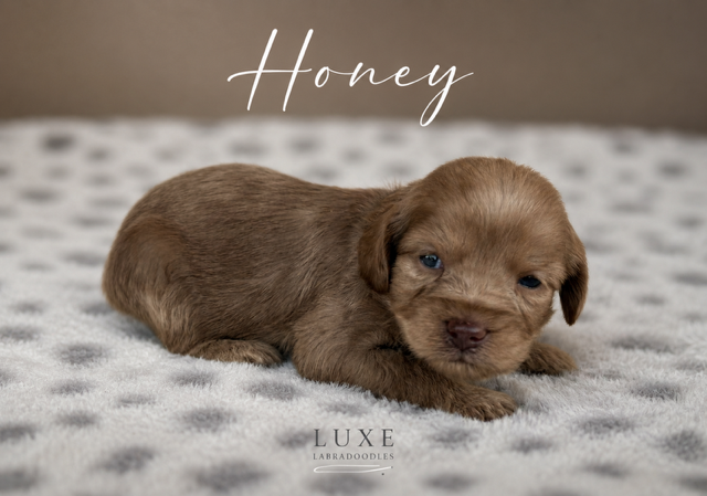 Honey 3 weeks Golden Hour .PNG