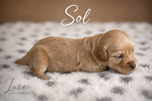 Sol 3 weeks Golden Hour .PNG