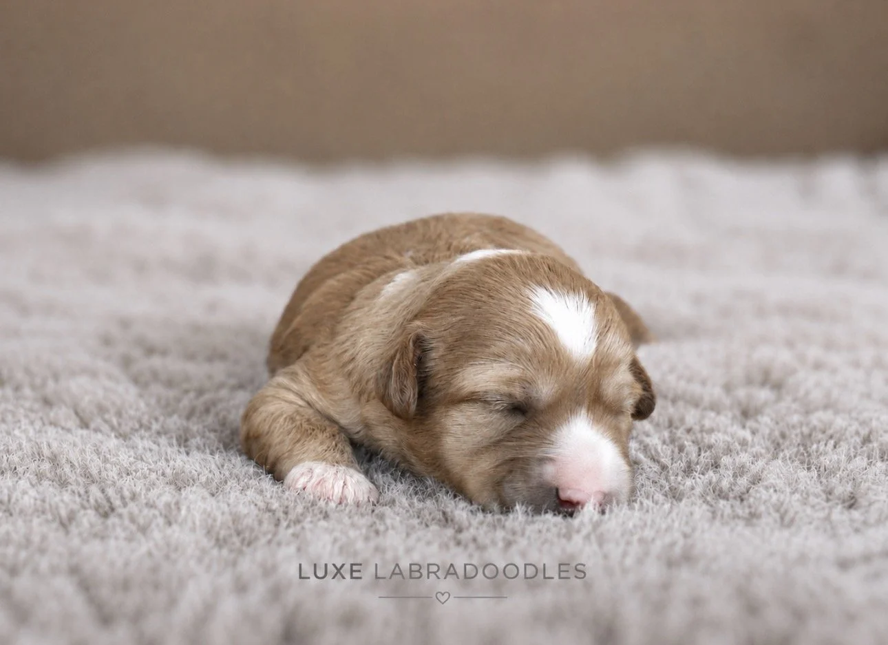 Nova 2 weeks Golden Glow NN.jpg