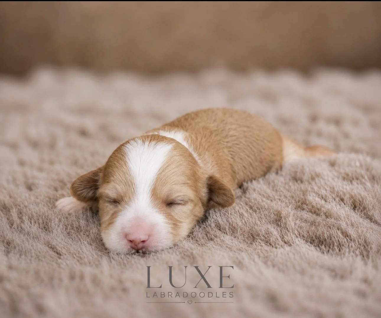 Lumi 2 weeks After Glow NN.jpg