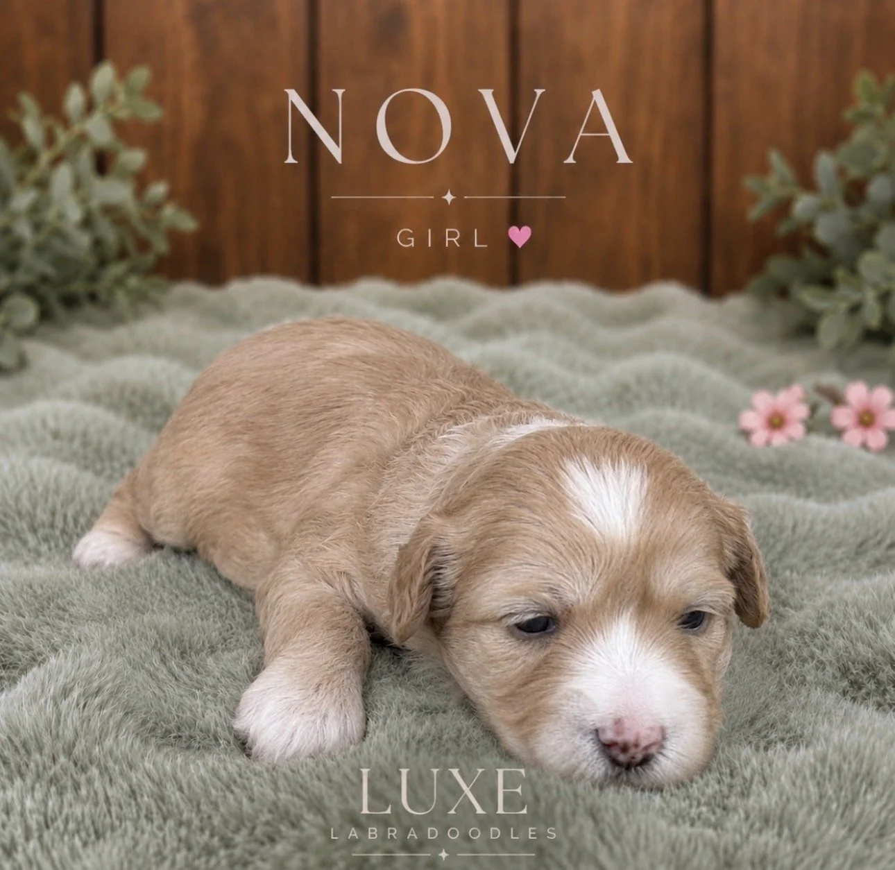 Nova 3 weeks Afer Glow.jpg