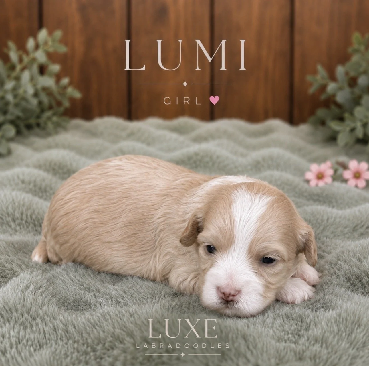 Lumi 3 weeks After Glow.jpg