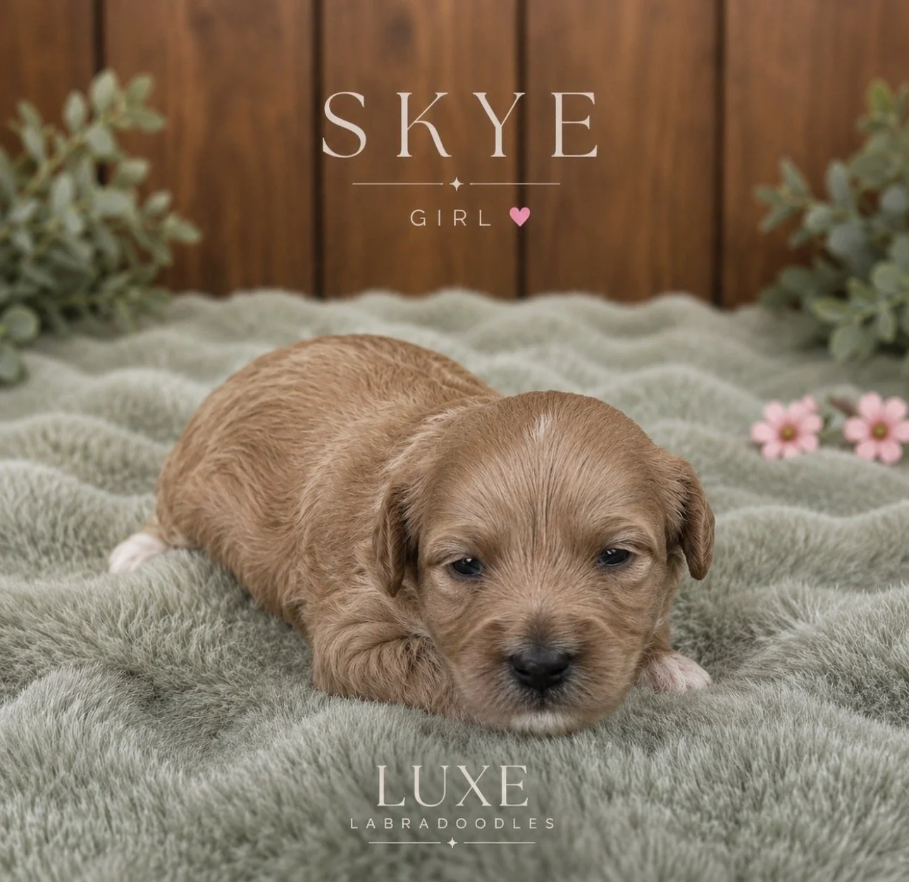 Skye 3 weeks After Glow .jpg