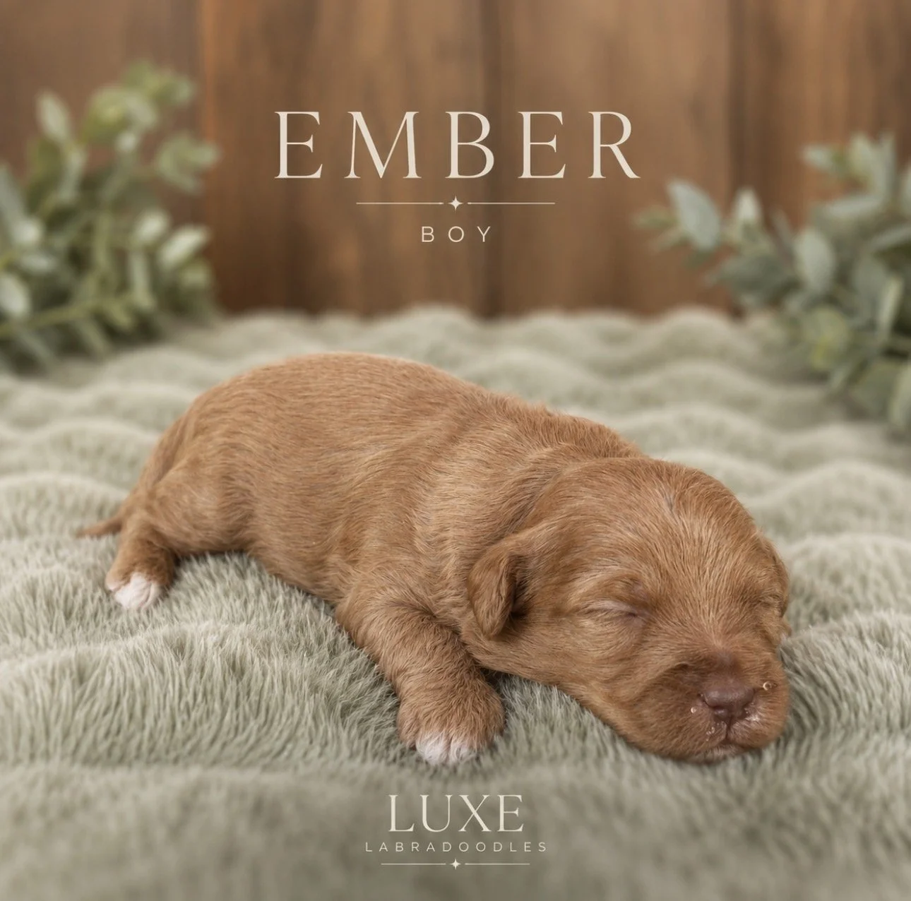 Ember 3 weeks After GLow.jpg