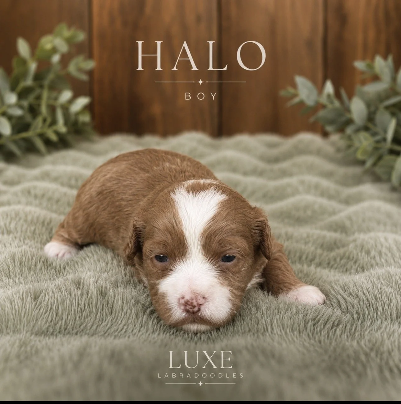 Halo 3 weeks After Glow .jpg