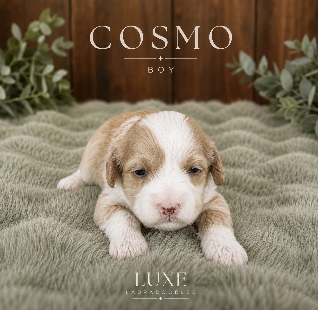 Cosmo 3 weeks After glow .jpg