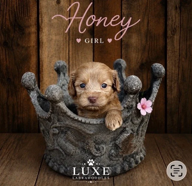 Honey lavendar collar 4 weeks .jpg