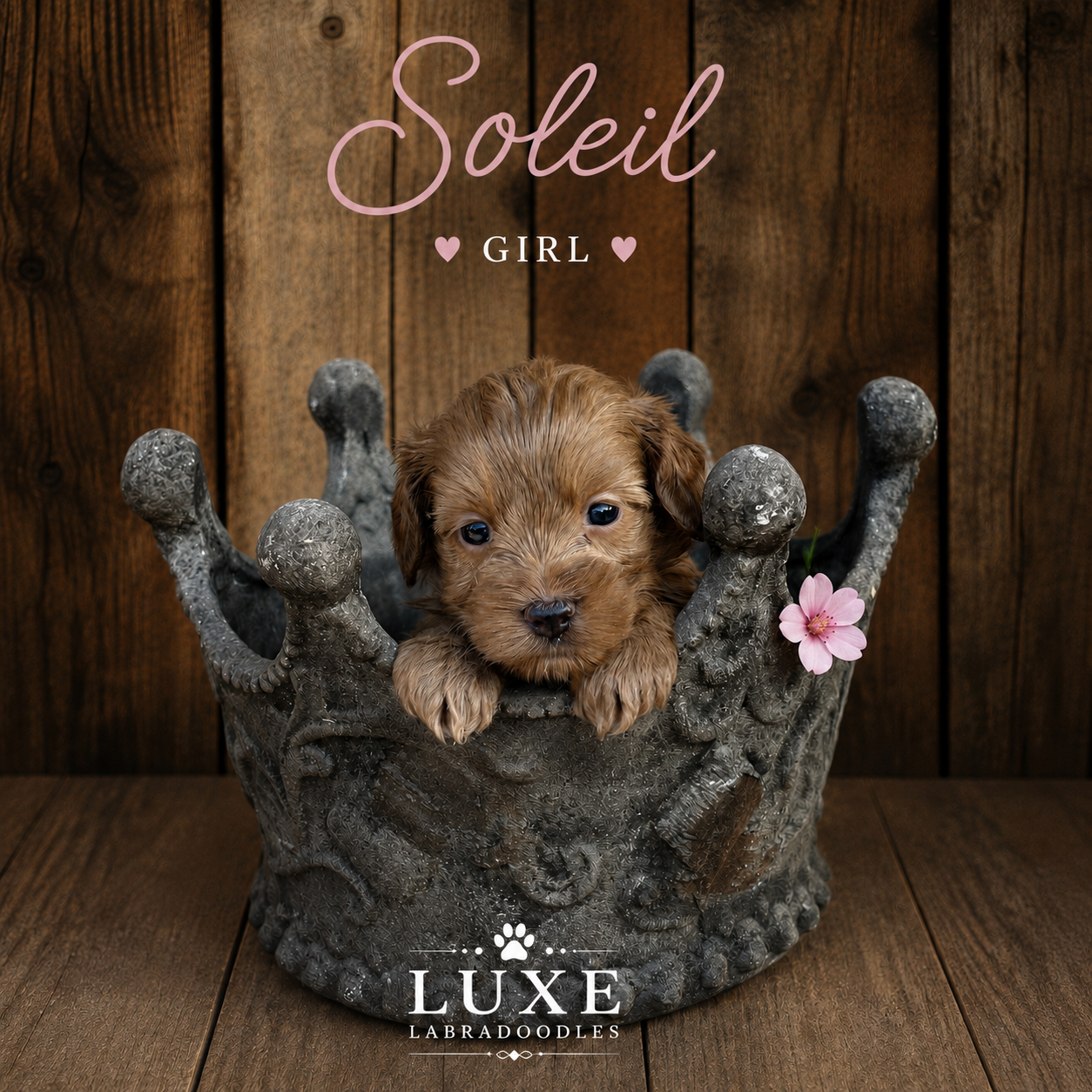 soleil organge collar  4 weeks.png