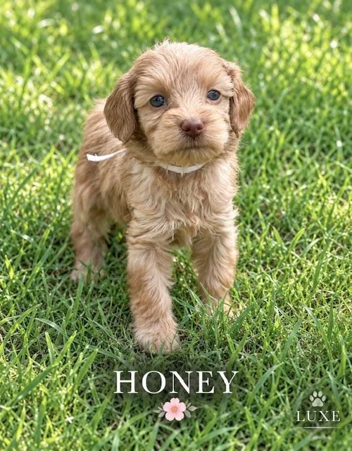 Honey 5 weeks Golden Hour.jpg