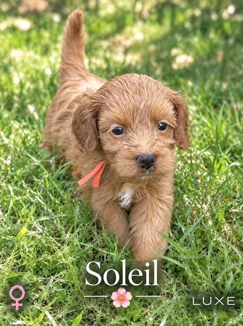 Soleil 5 weeks Golden Hour .jpg