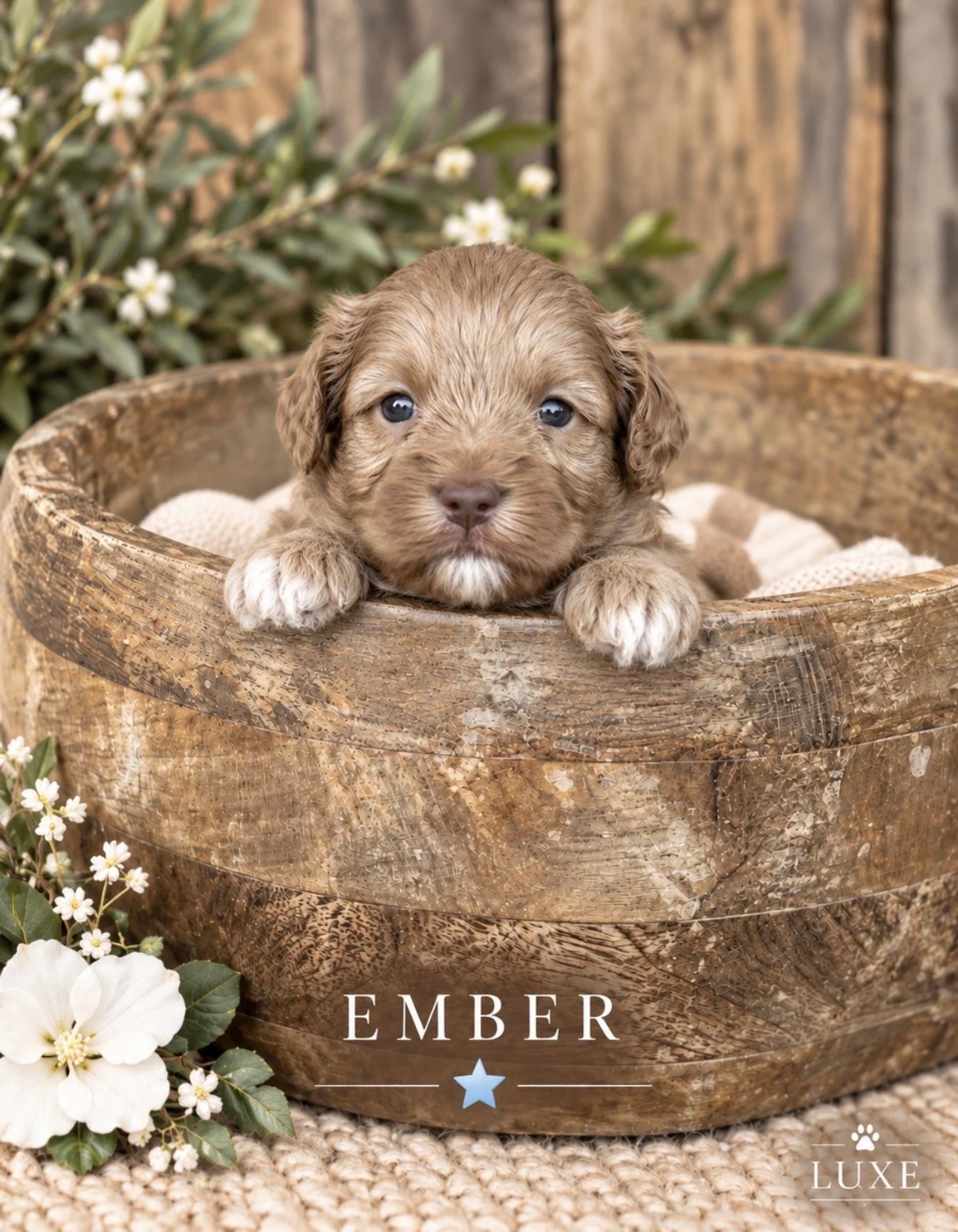 Puppies — Luxe Labradoodles
