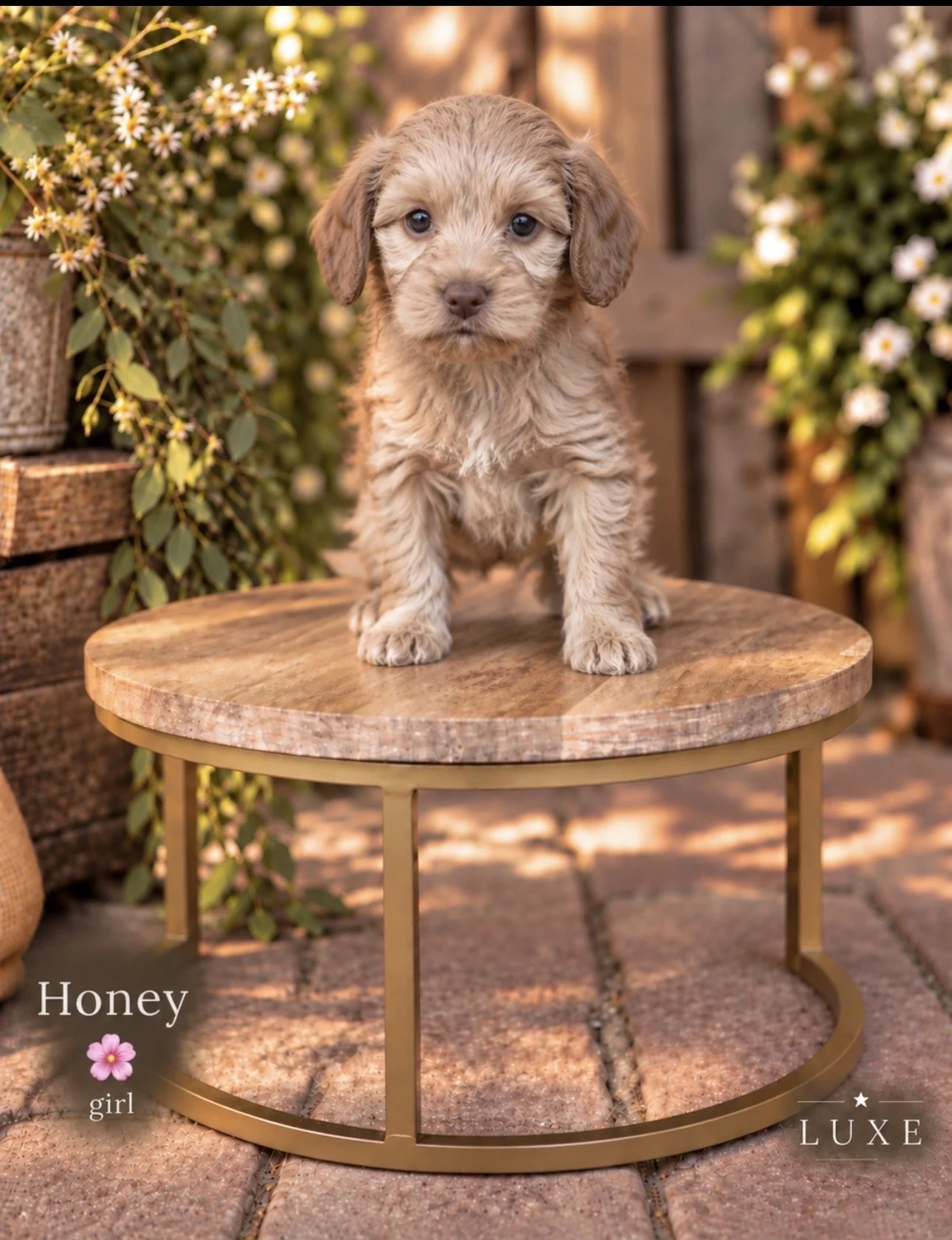 Honey 6 weeks Golden Hour .jpeg