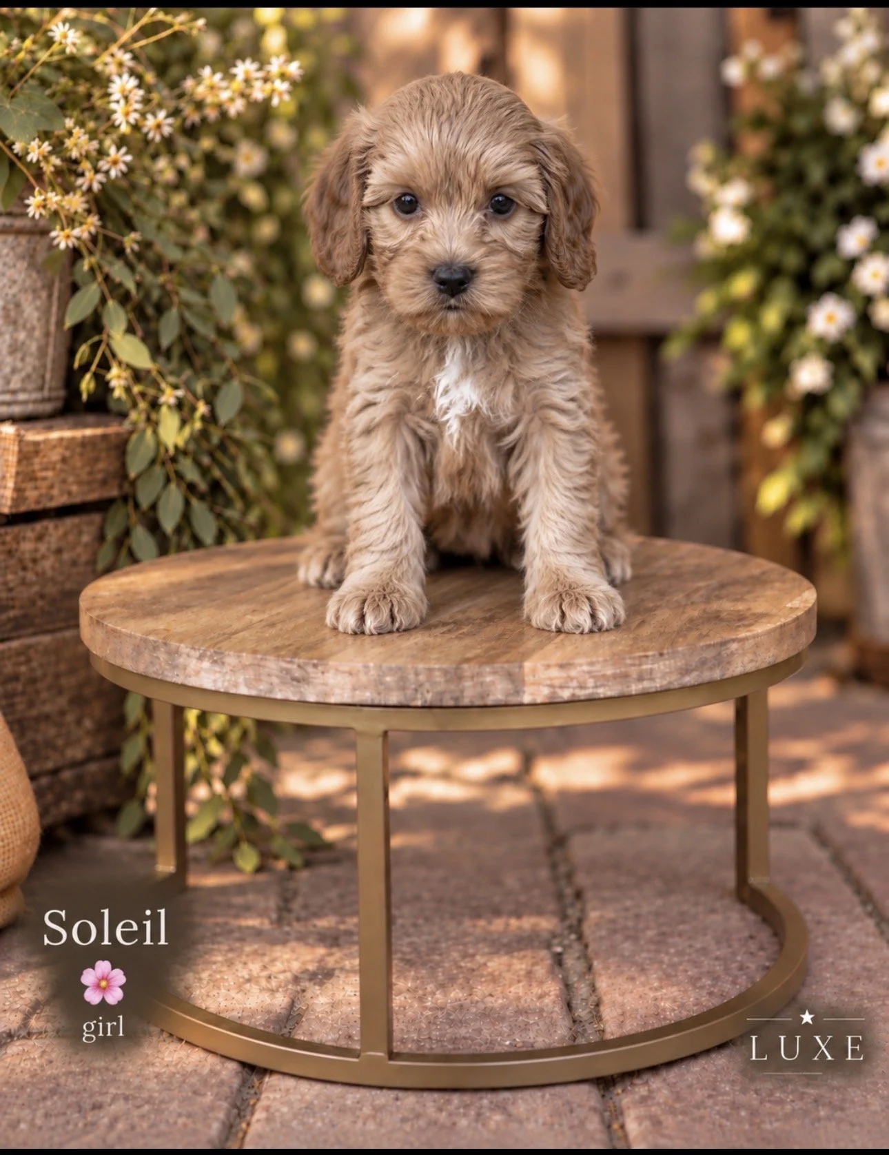 Soleil 6 weeks Golden Hour .jpeg