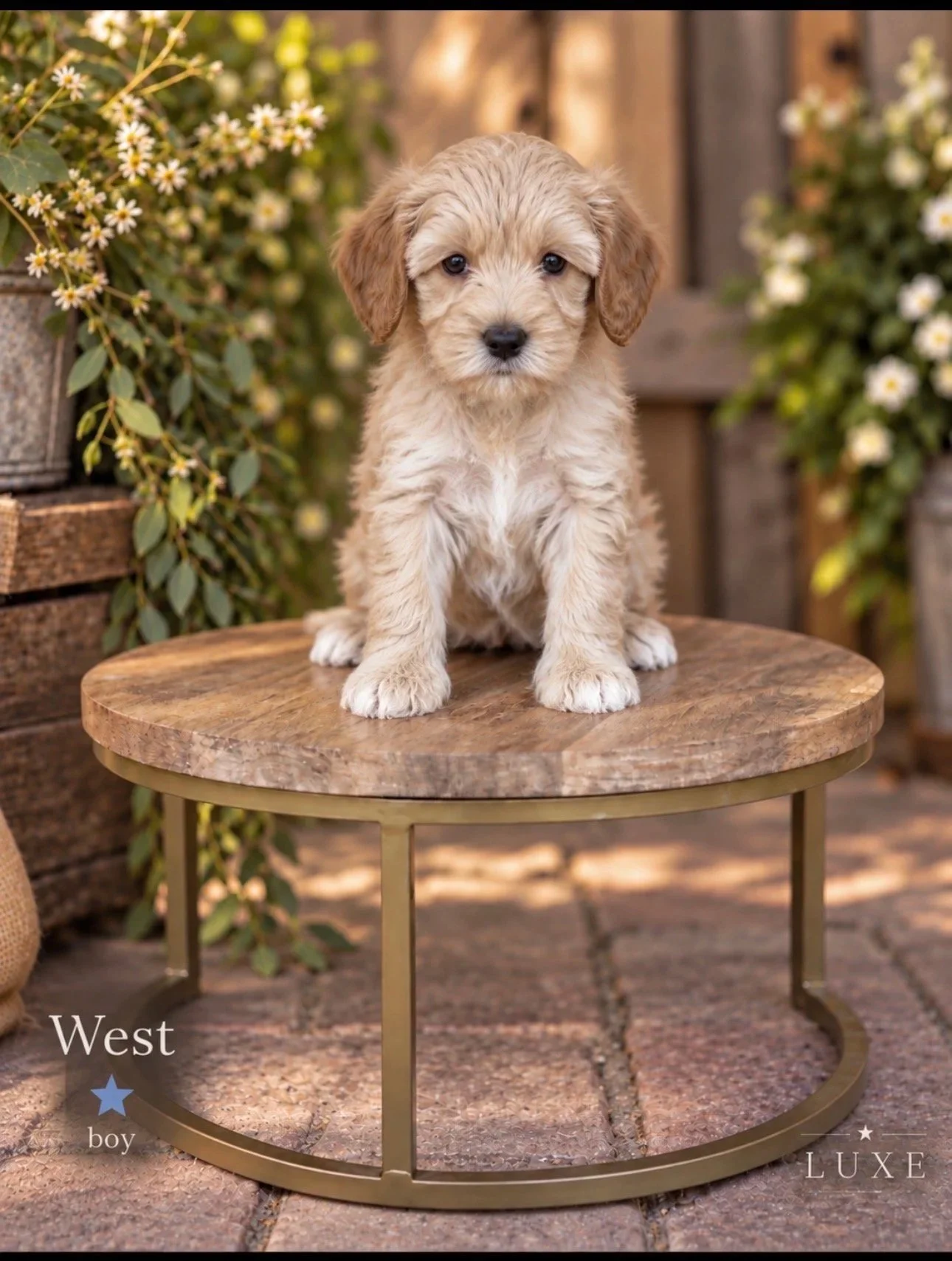 West+6+weeks+Golden+Hour+.jpg