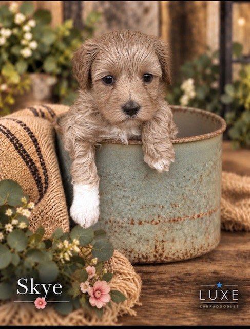 Skye 5 weeks After Glow .jpg