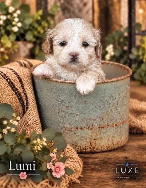 Lumi 5 weeks After Glow.jpg