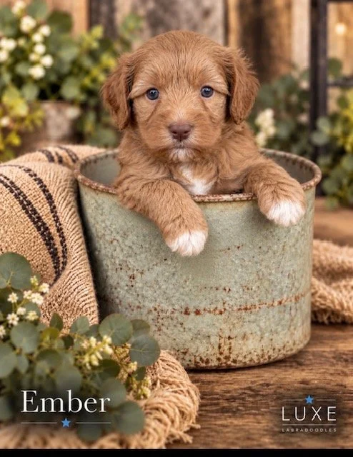 Ember 5 weeks After Glow .jpg