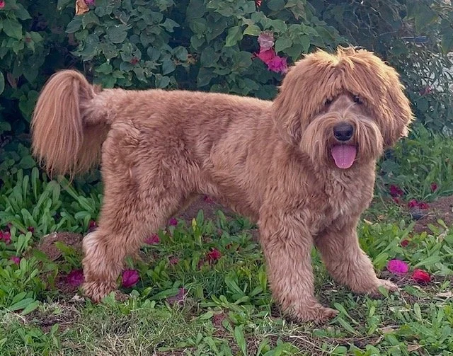 Cora bell stacked .jpg