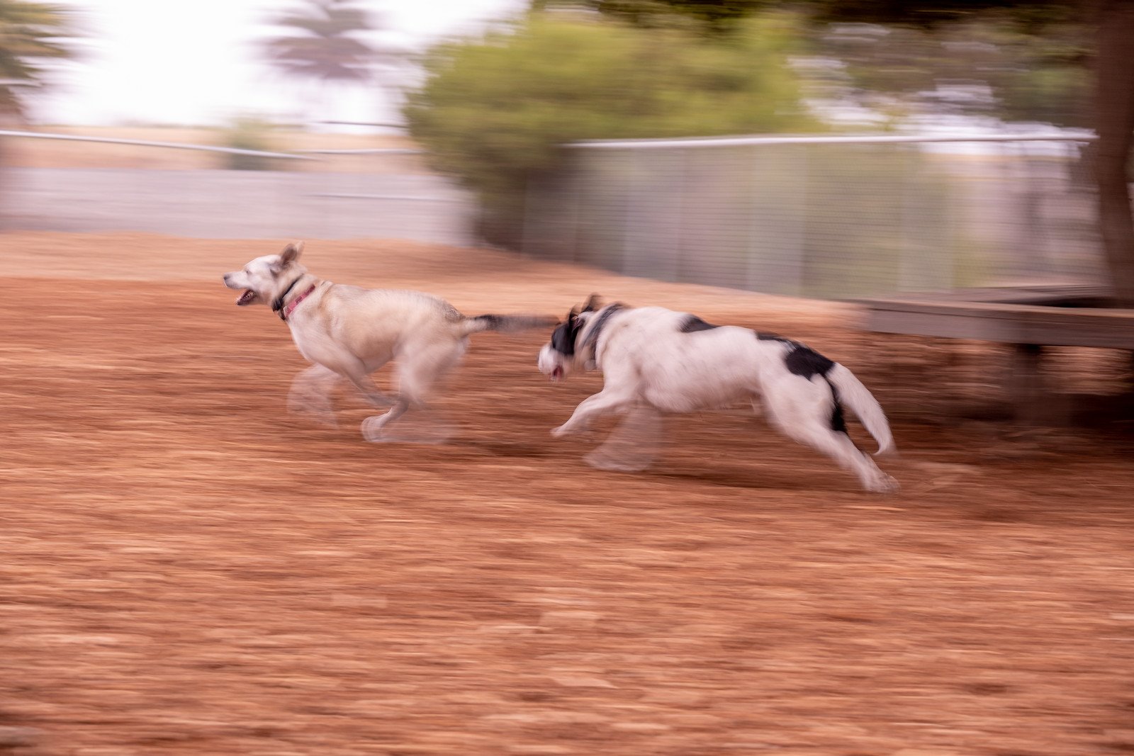 LaurieBucherX-panning.jpg