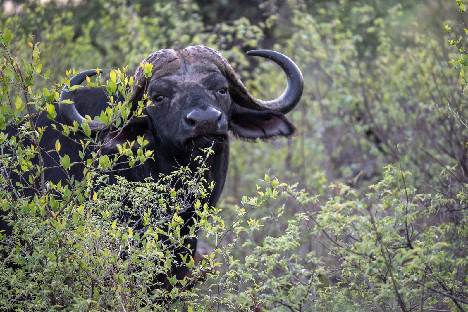 CapeBuffalo.jpg