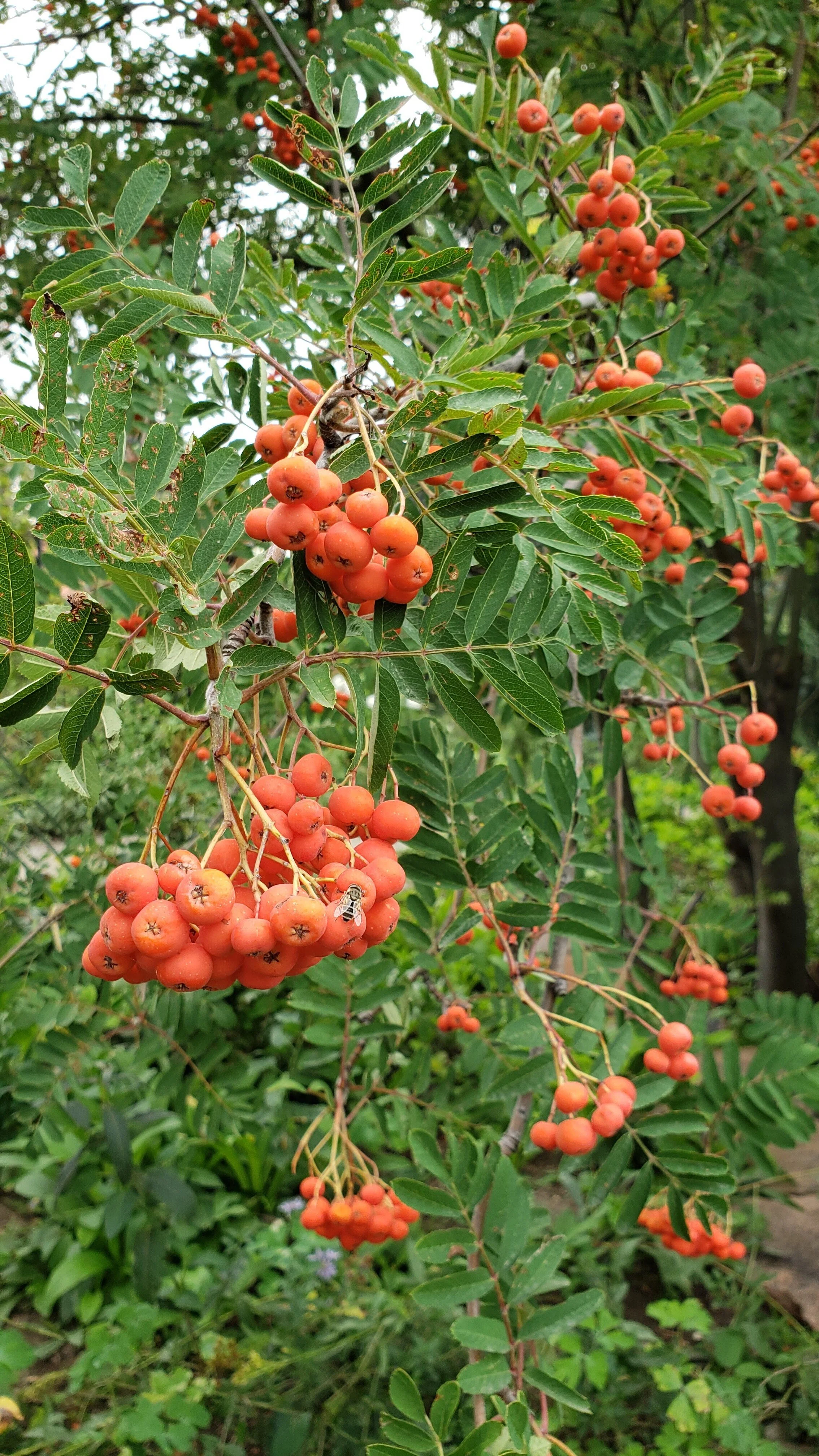 flowersberries.jpg