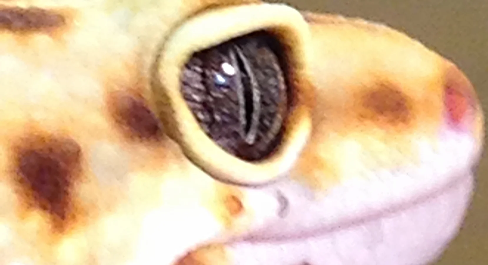 image.jpeg
