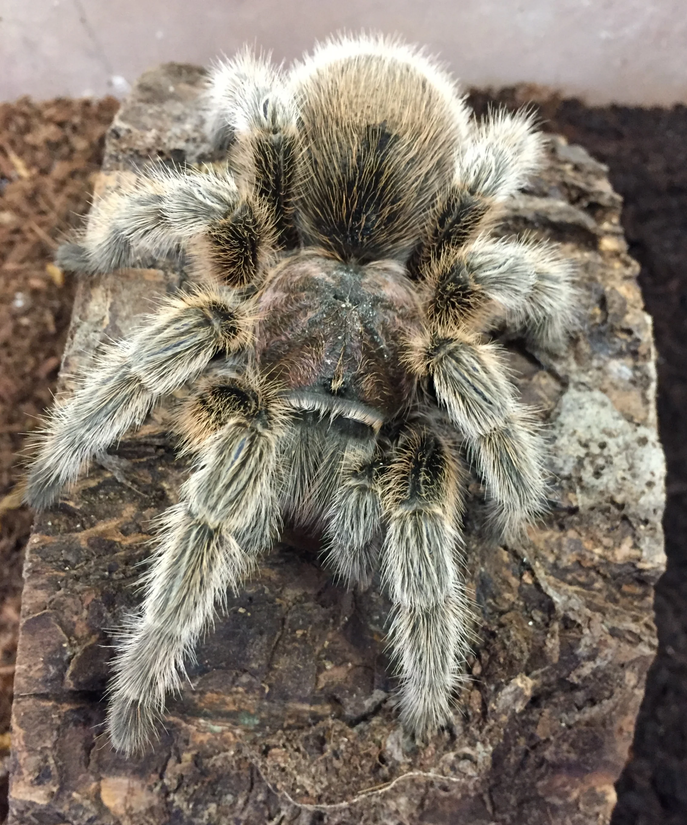 Rose Hair Tarantula Care Reptilian Arts