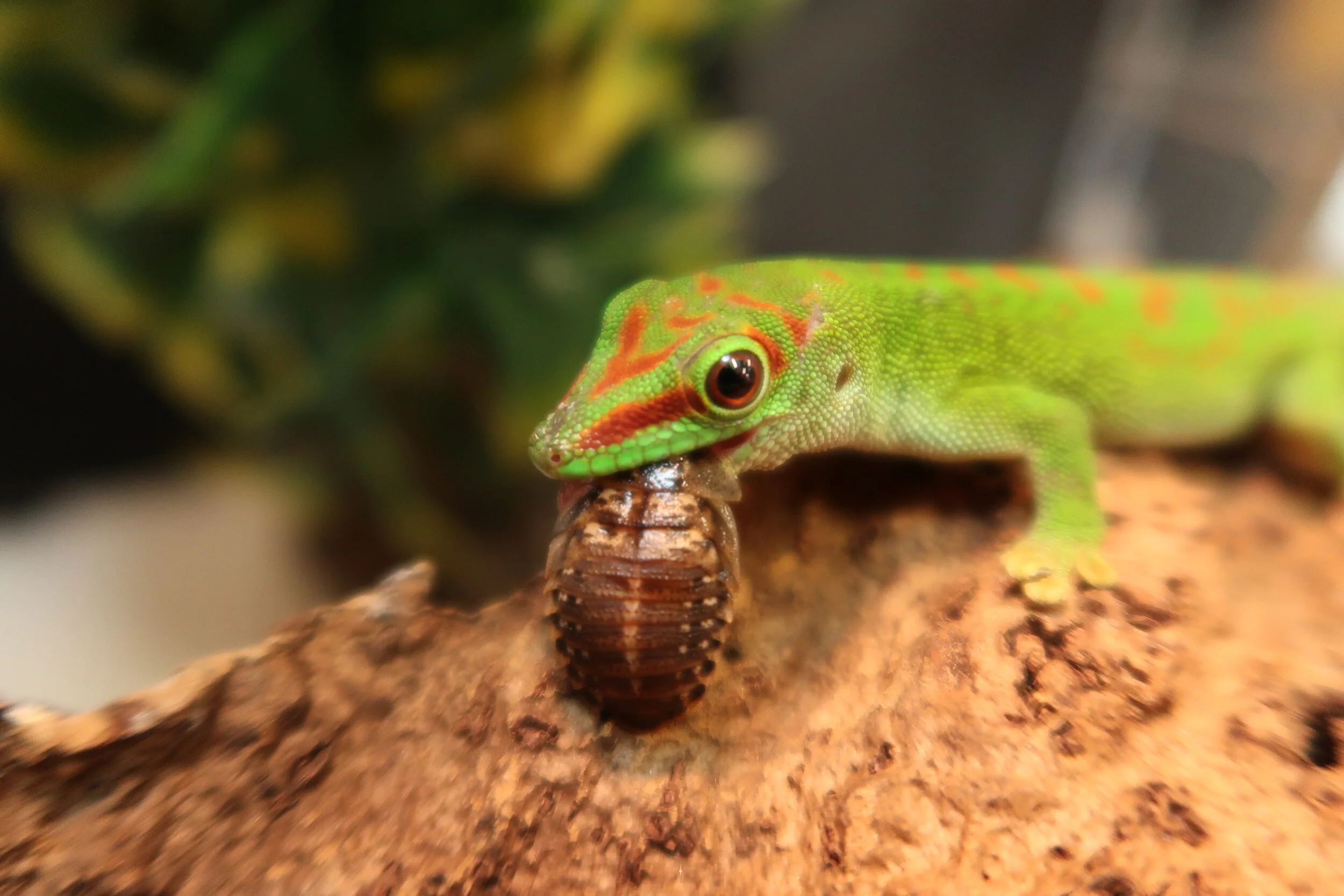 Feeder Insects Reptilian Arts