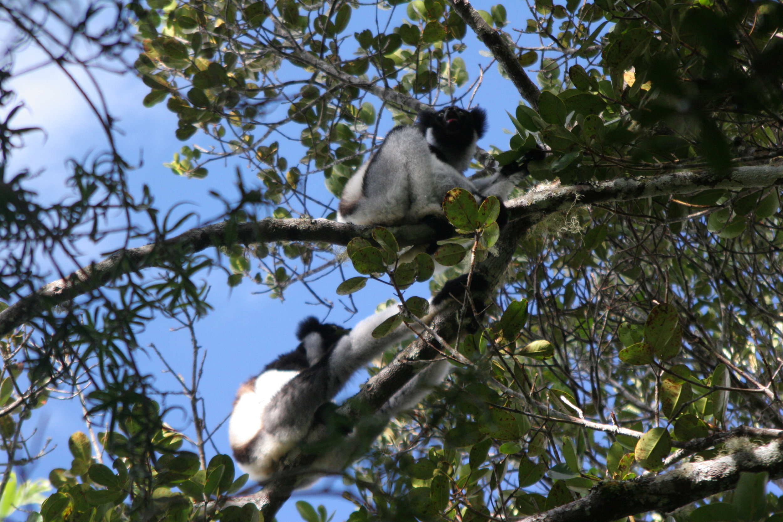 BBC World Service, Madagascar 2009: Preserving the lemur