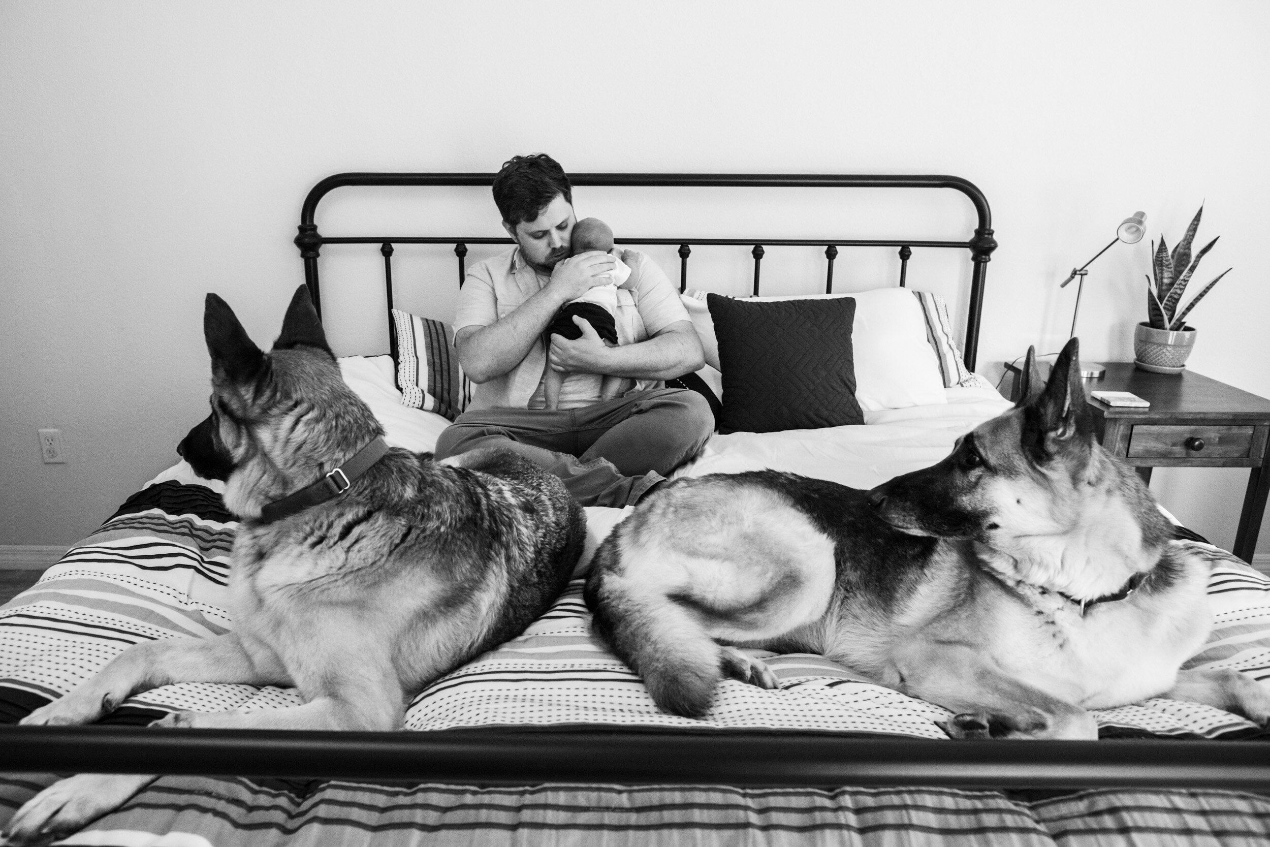 dad holding newborn baby with dogs on bed