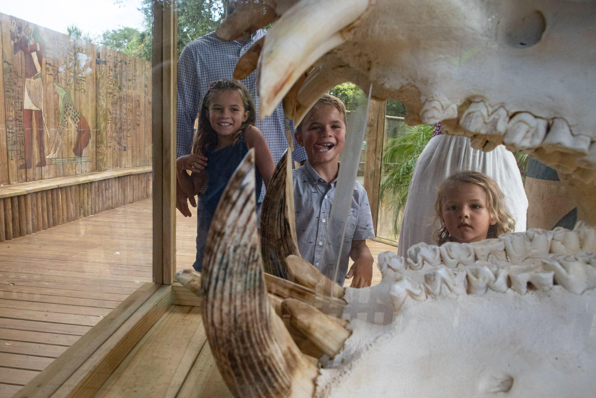 children looking at a hippopotamus skull at the zoo