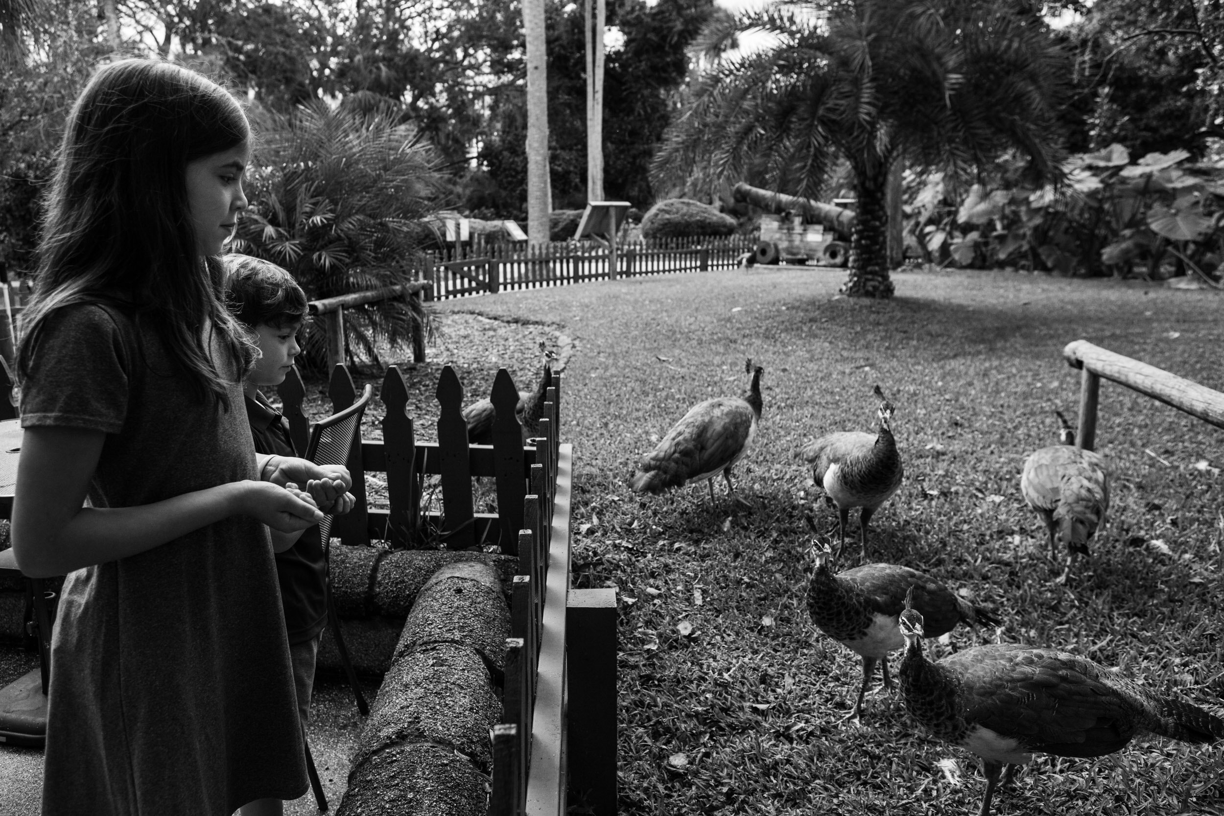 Children feeding peacocks at the Fountain of Youth