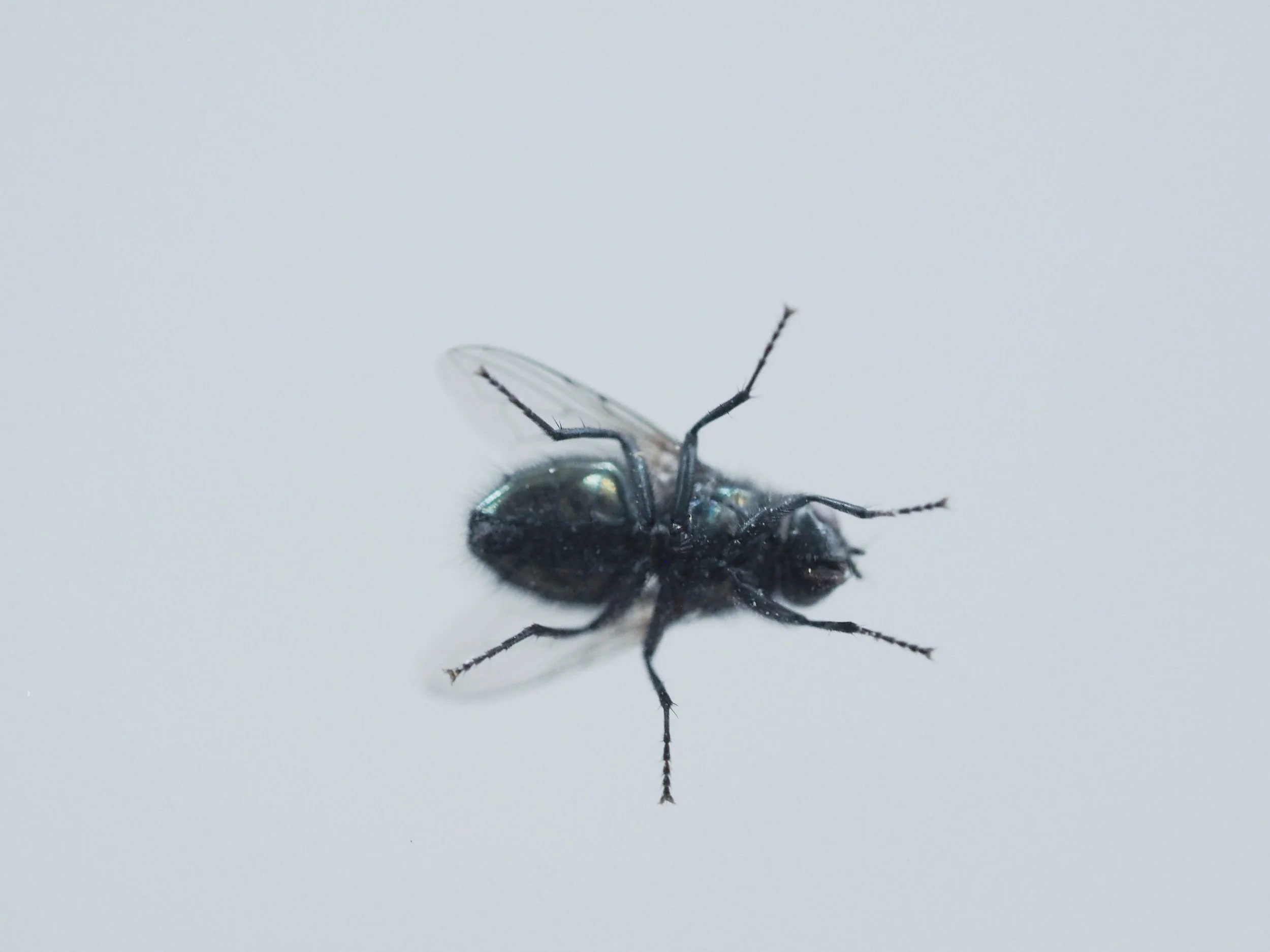 P1010005.jpg