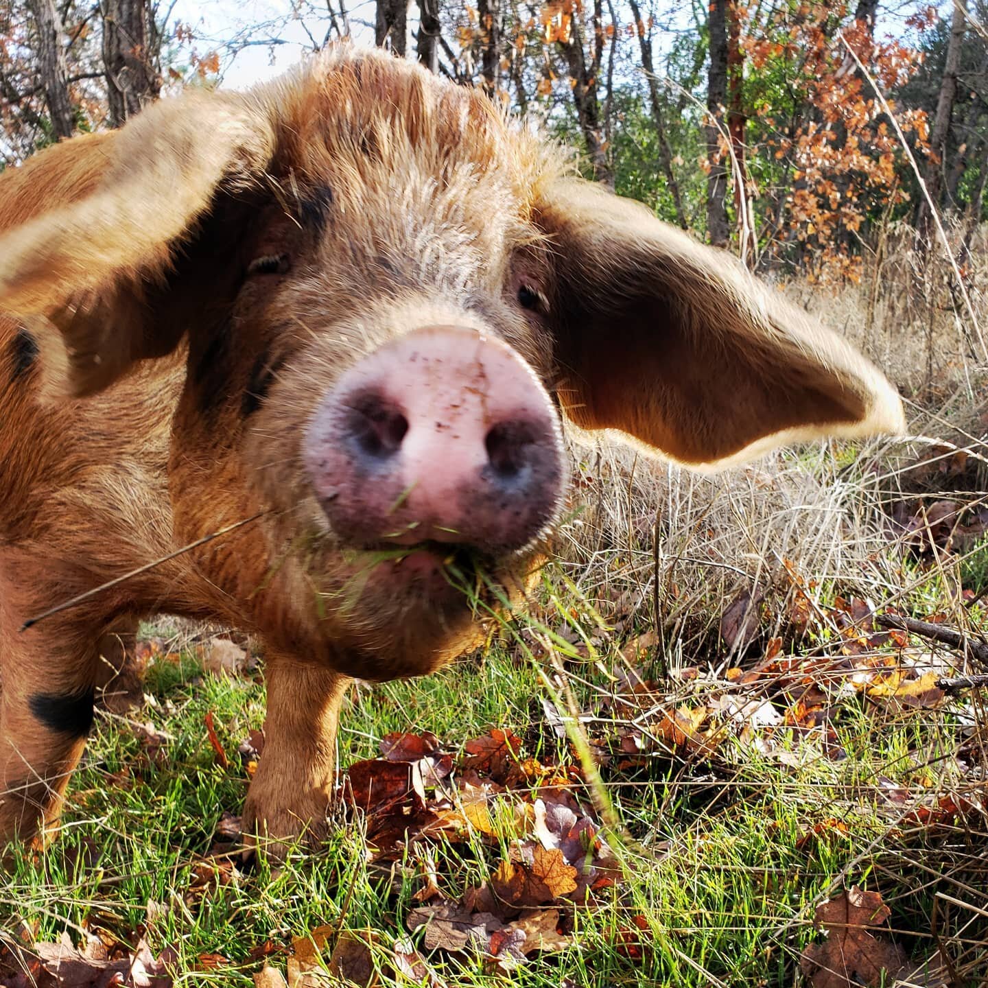 What's up? I'm Dumbo. I dig long walks in the oak meadow, cleaning up fallen acorns, fresh pasture and getting my butt scratched. 

How bout yourself???

Unlike your standard store bought pork, we let our pigs forage and develop naturally on a Southe