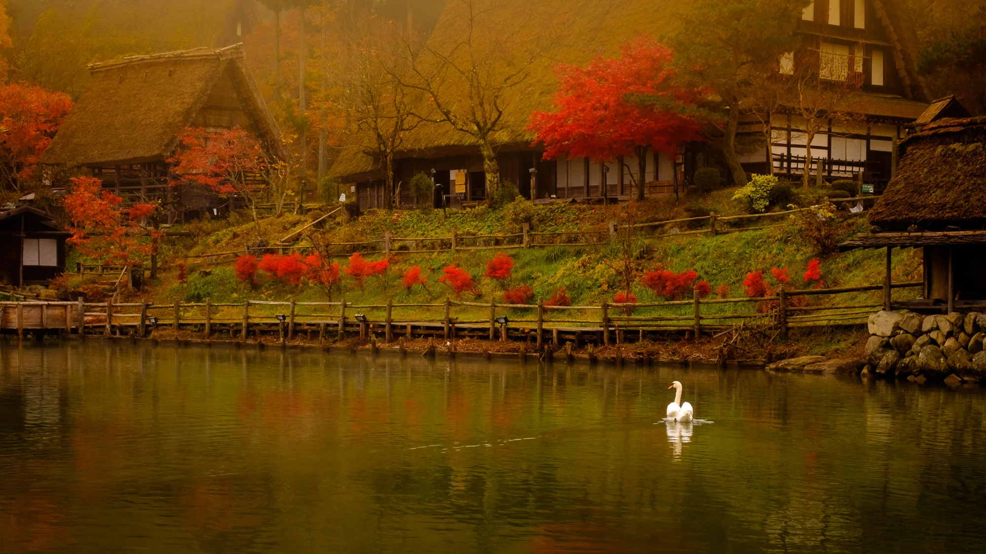 Takayama Swan.jpg