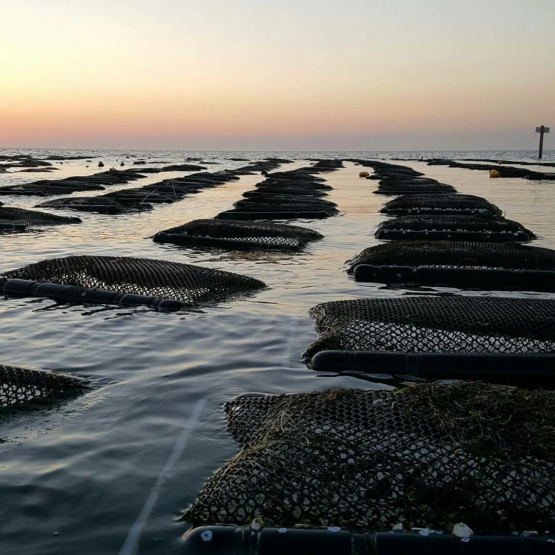 capehatterasoyster-1467584957706.jpg