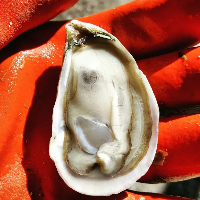 capehatterasoyster-1467584929299.jpg
