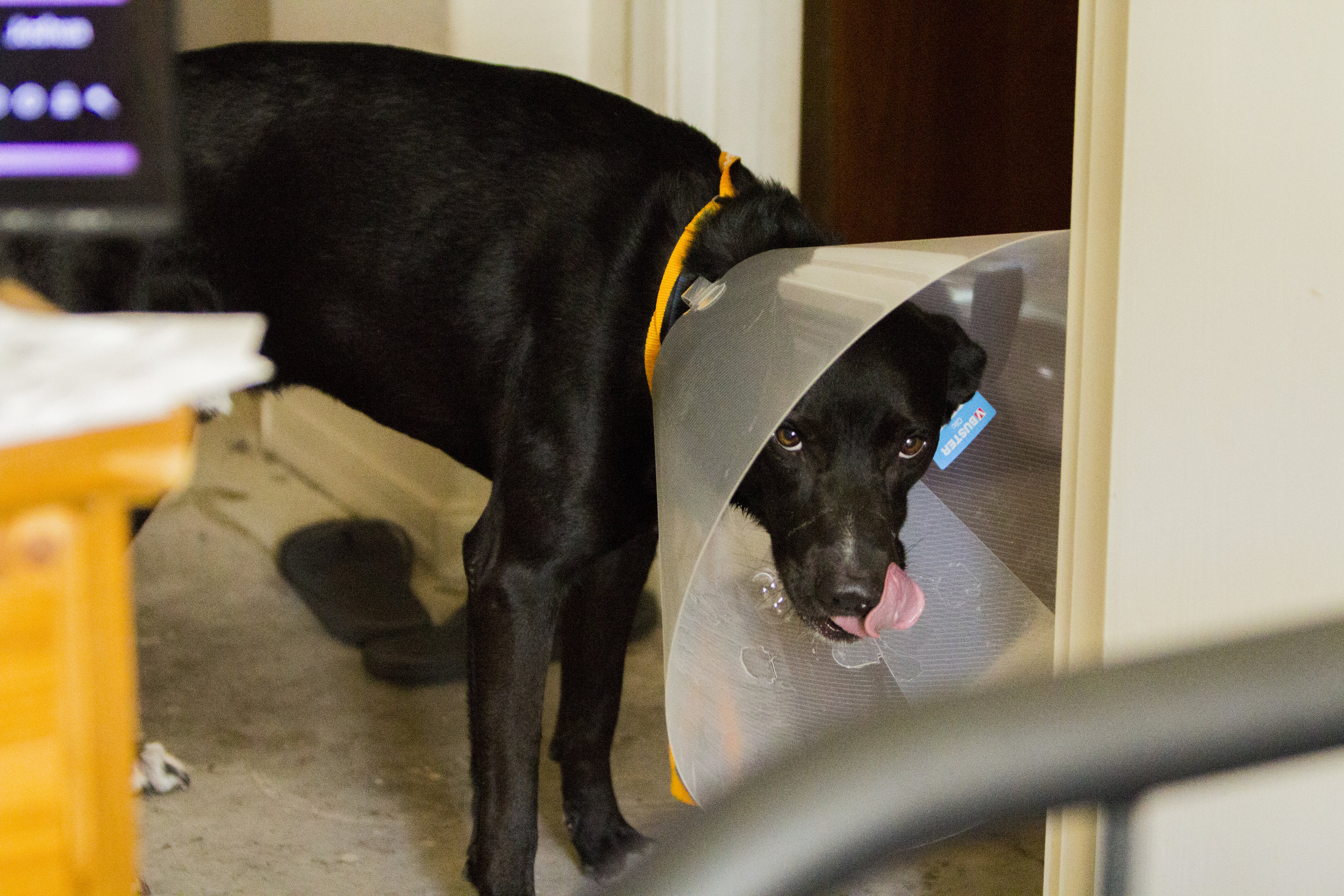 Xander with Cone on His Head