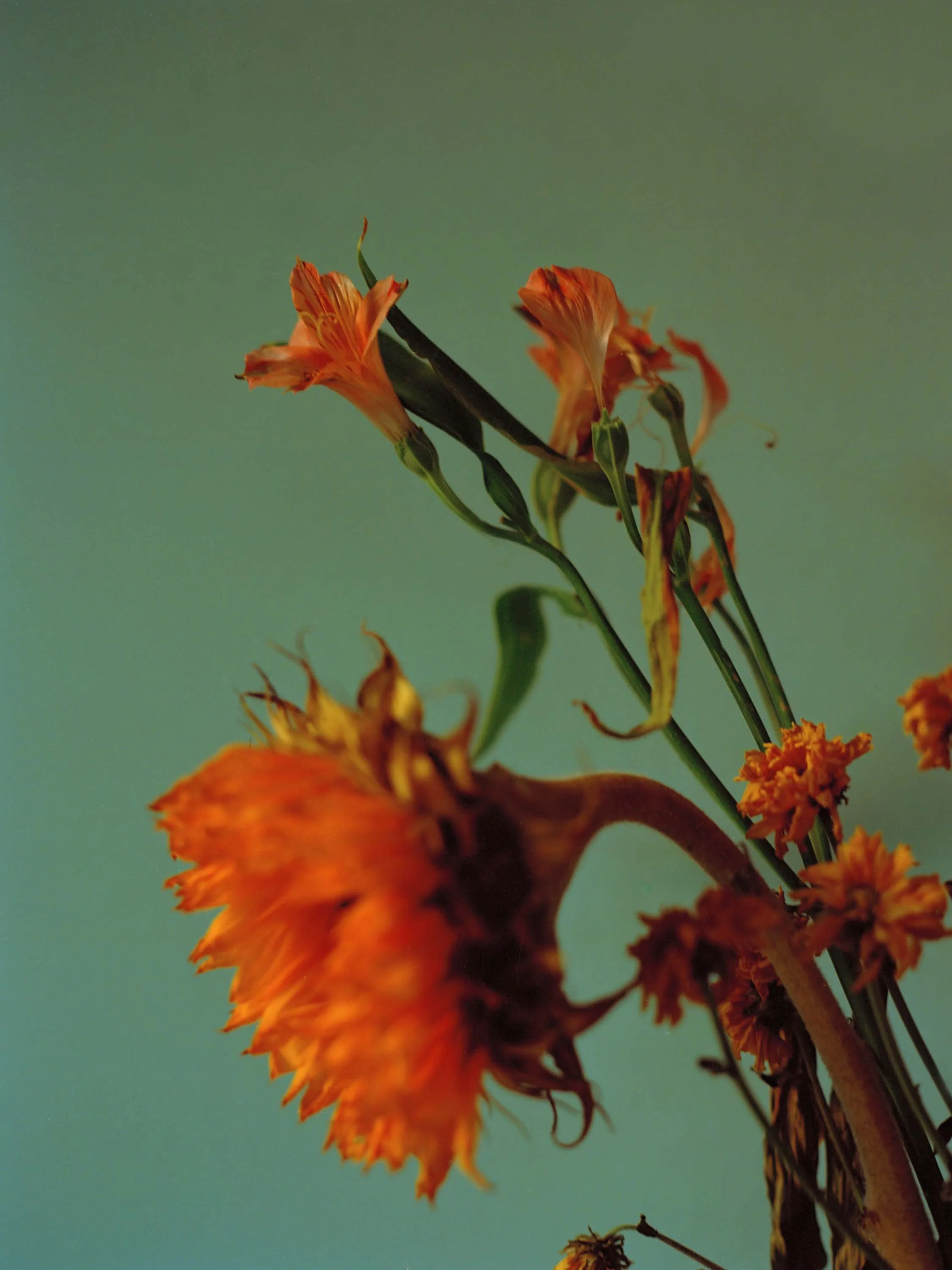Flowers 3.jpg