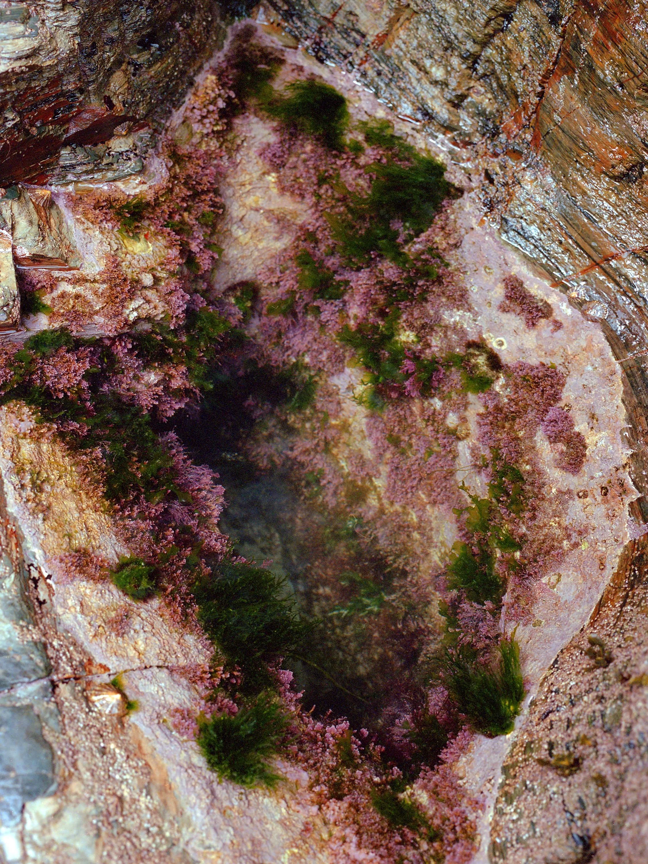 Rockpool.jpg