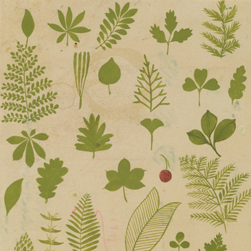 2-LeafShapes.jpg