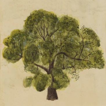 3-oaktree.jpg