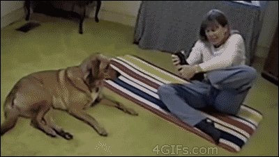 yoga-flexible-dog-fun.jpg