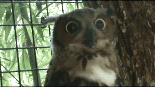 respiration-yoga-hibou.jpg