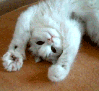 10 Gifs Qui Prouvent Que Tu Debutes Le Yoga Oly Be 10 Gifs Qui Prouvent Que Tu Debutes Le Yoga Oly Be