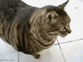 10 Gifs Qui Prouvent Que Tu Debutes Le Yoga Oly Be 10 Gifs Qui Prouvent Que Tu Debutes Le Yoga Oly Be