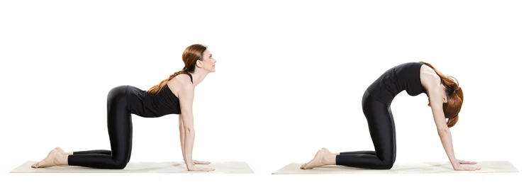 cat-cow-yoga-libido-sex.jpg