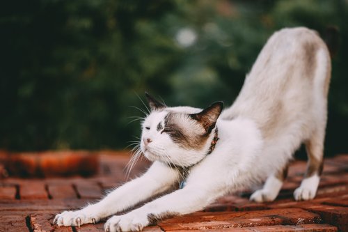 L’étirement du chat