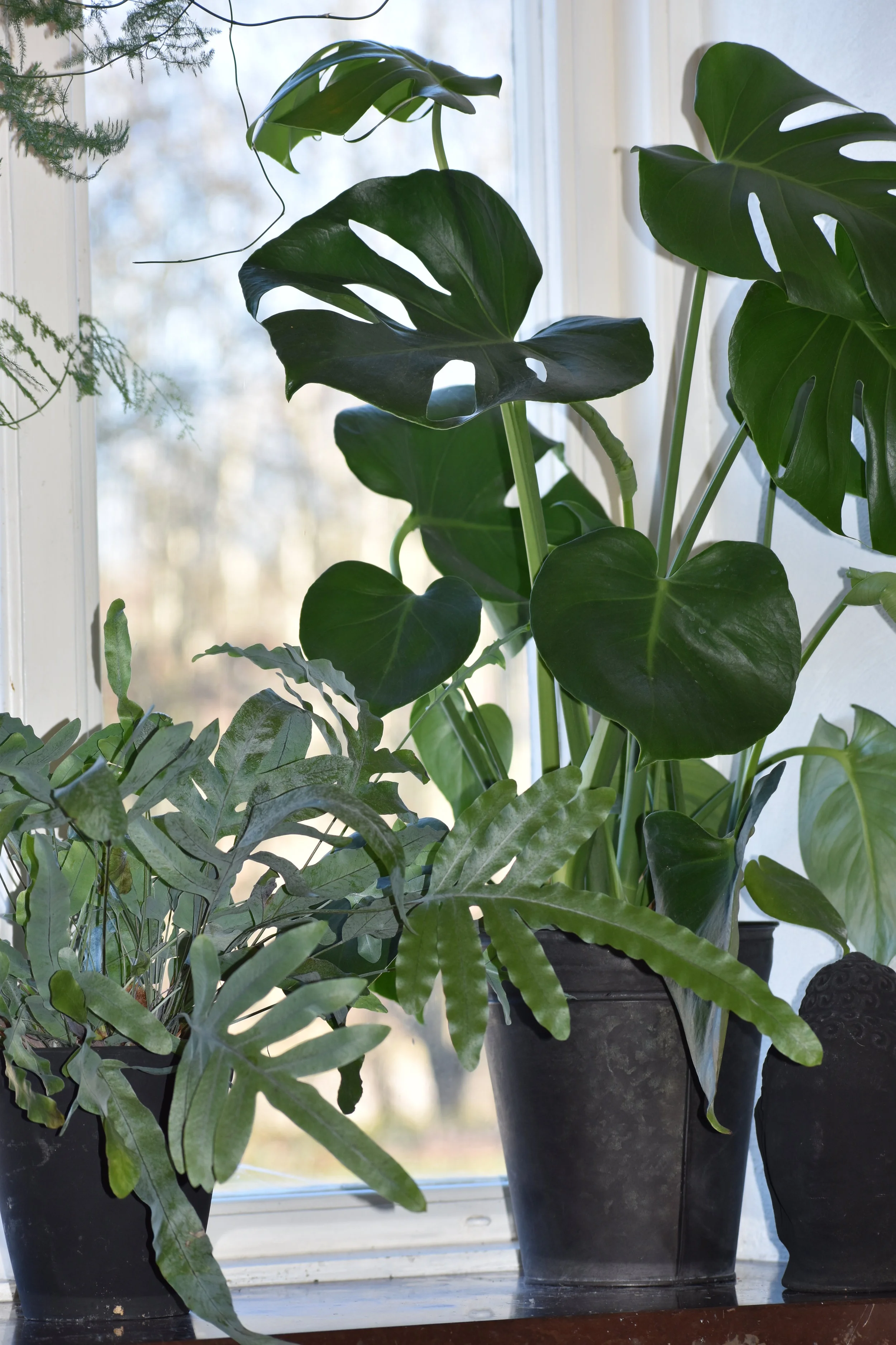 Monstera