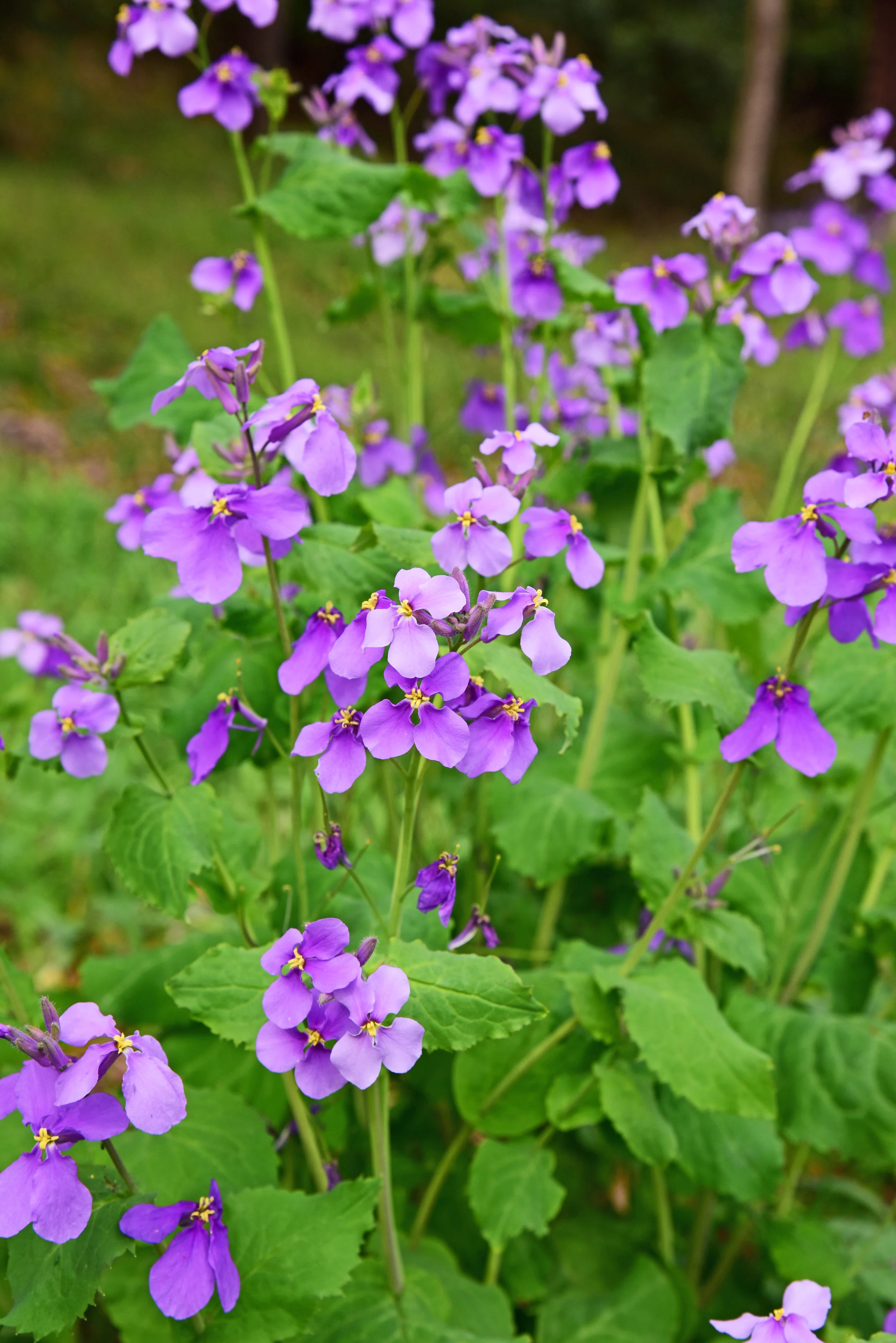 4-HESPERIS-MATRONALIS-shutterstock_403202380.jpg